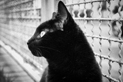 Close-up of a cat looking away