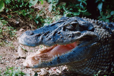 Close-up of crocodile