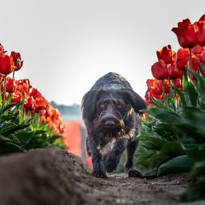 Close-up of a dog