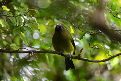 Bird perching on a tree