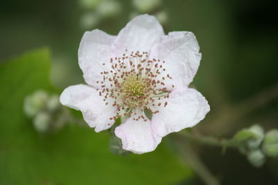 Close-up of white flower blooming outdoors