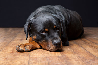 Close-up of rottweiler resting on hardwood floor