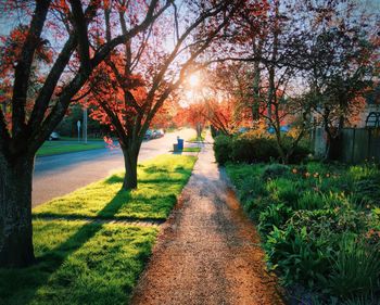 Footpath amidst trees