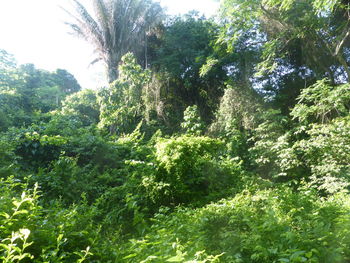 Low angle view of trees in forest