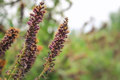 Close-up of purple flowering plant in field