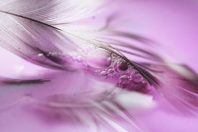 Macro shot of water drops on pink flower