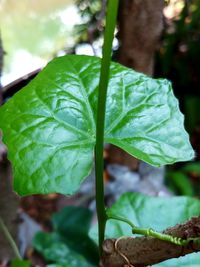 Close-up of fresh green leaf
