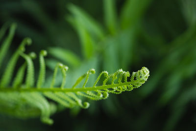 Close-up of fern growing on plant