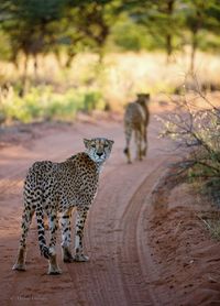 Cheetahs on the road