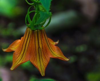 Macro shot of flower with leaf