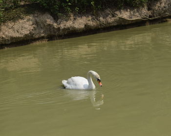 Swan swimming in lake