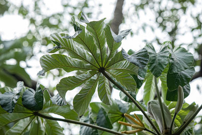 Low angle view of leaves against blurred background