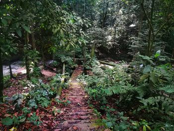 Footpath amidst trees in forest
