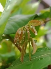 Close-up of insect on leaf