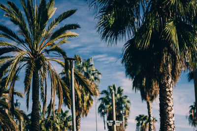 Palm trees against sky