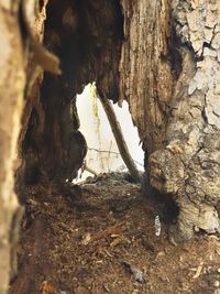 Low section of man on tree trunk