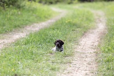 Dog in a field