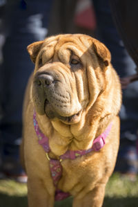 Close-up portrait of a dog