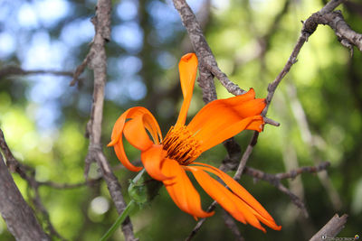 Close-up of orange day lily blooming outdoors