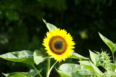 Close-up of yellow sunflower