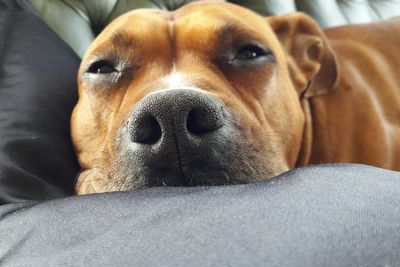 Close-up portrait of dog relaxing on sofa at home