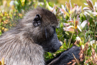 Chacma baboon foraging among the western cape fynbos