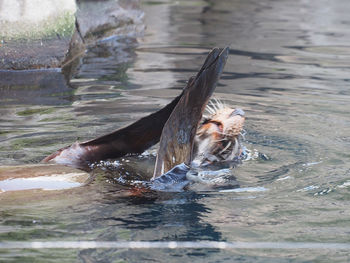 Close-up of duck swimming in lake