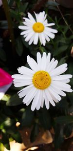 Close-up of white daisy flower