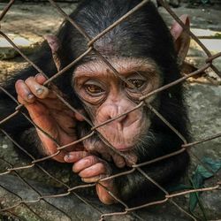 Portrait of young woman in cage