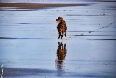 Dog walking in a lake