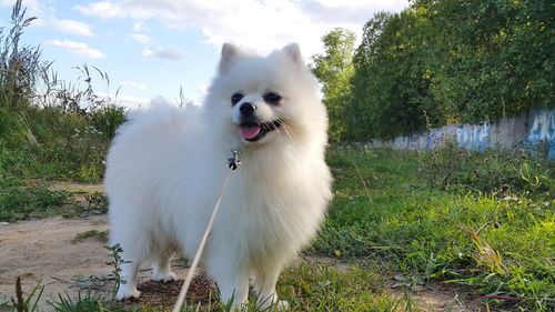 View of a dog on field