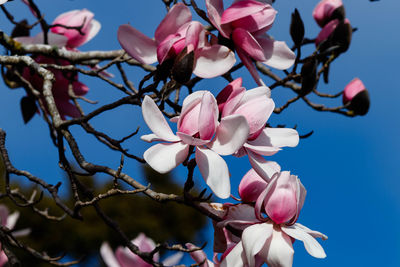 Magnolia campbellii