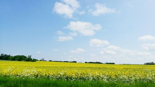 Oilseed rape field