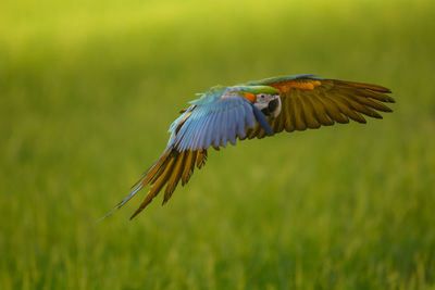 Bird flying over a blurred background
