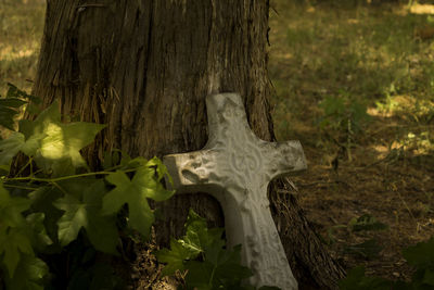 Close-up of tree trunk in forest