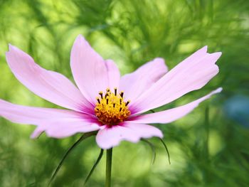 Close-up of insect on purple flower