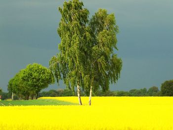 Trees on field against clear sky