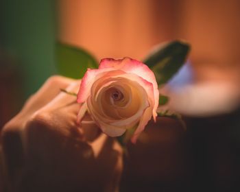 Close-up of hand holding rose