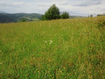 Scenic view of field against sky