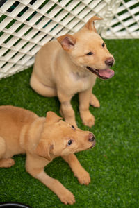 High angle view of two dogs on grass