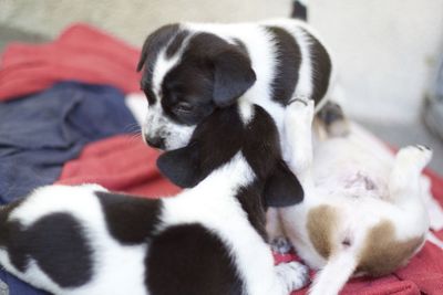 Close-up of a dog sleeping