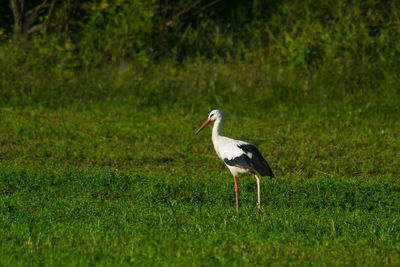 Bird standing on grass