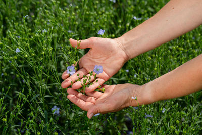 Female hands hold flax plants with flowers against the background of a flax field