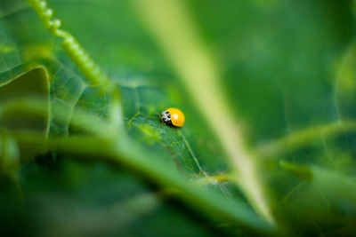 Close-up of spider on leaf