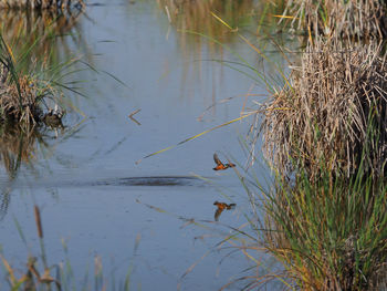 View of fish swimming in lake