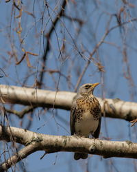 Low angle view of bird perching on branch