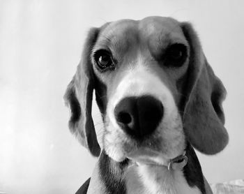 She answered with a loving look...              close-up portrait of dog sticking out tongue