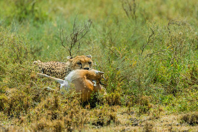 Cheetah male