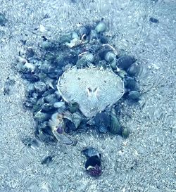 High angle view of crab in sea