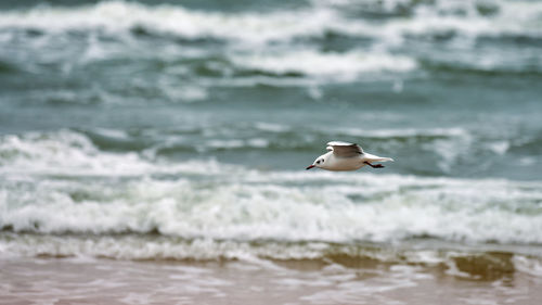 Seagull flying over sea